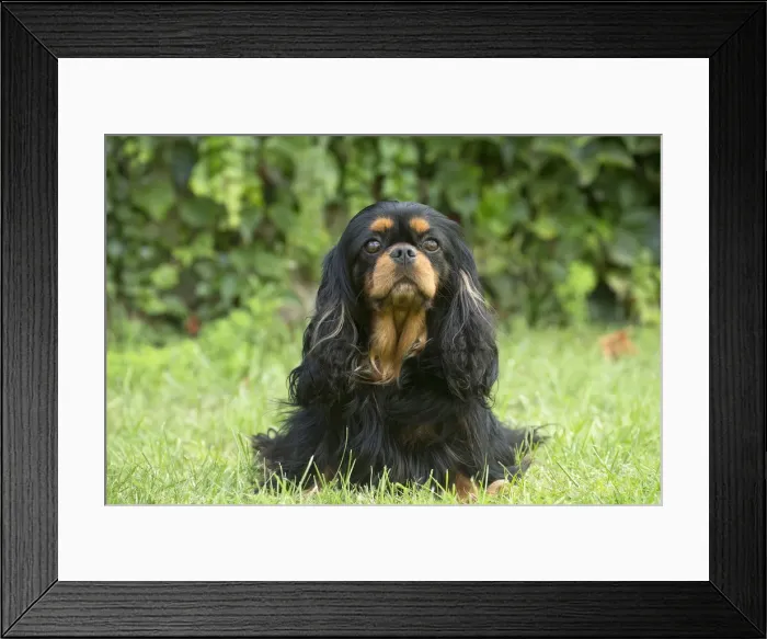 Framed Print : Picture No. 11992111 Framed Print : Picture No. 11992111