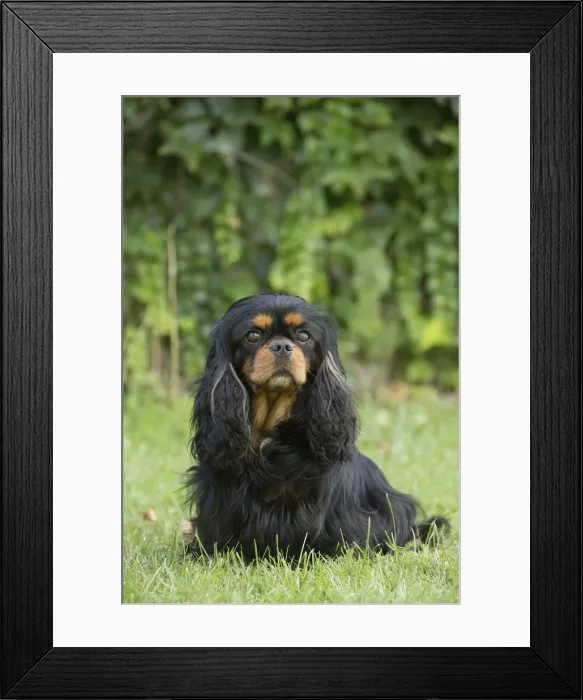 Framed Print : Picture No. 11992112 Framed Print : Picture No. 11992112