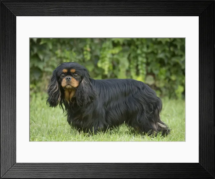 Framed Print : Picture No. 11992113 Framed Print : Picture No. 11992113