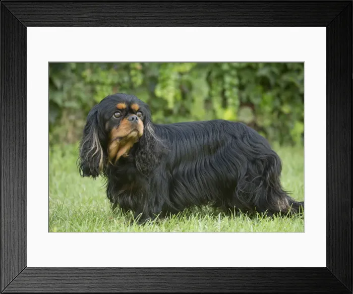 Framed Print : Picture No. 11992114 Framed Print : Picture No. 11992114