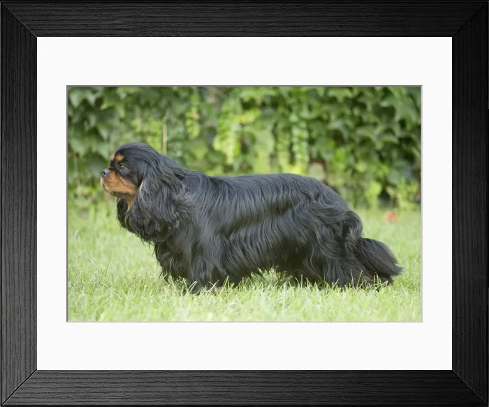 Framed Print : Picture No. 11992115 Framed Print : Picture No. 11992115