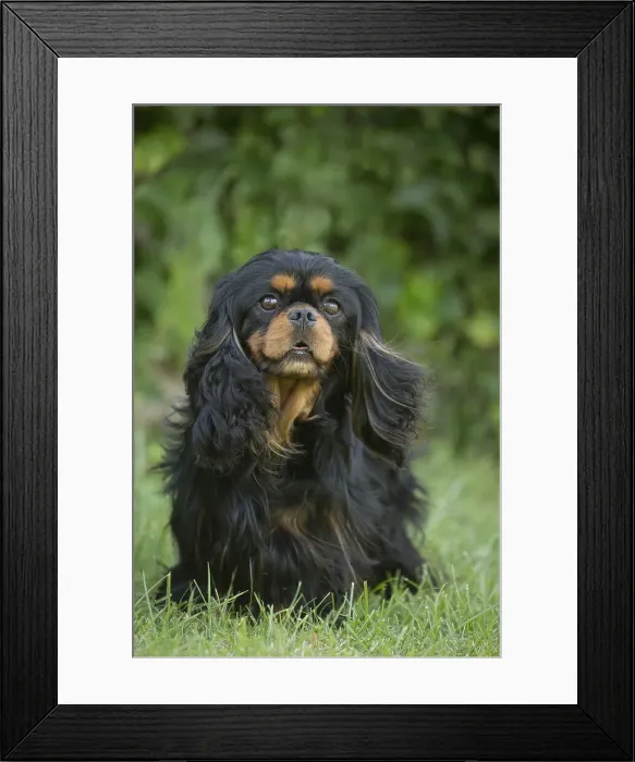 Framed Print : Picture No. 11992116 Framed Print : Picture No. 11992116