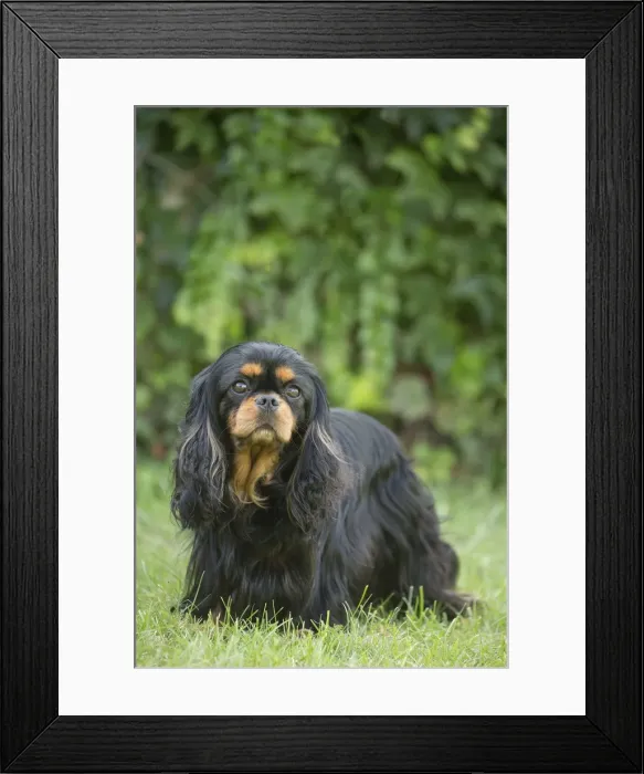Framed Print : Picture No. 11992117 Framed Print : Picture No. 11992117