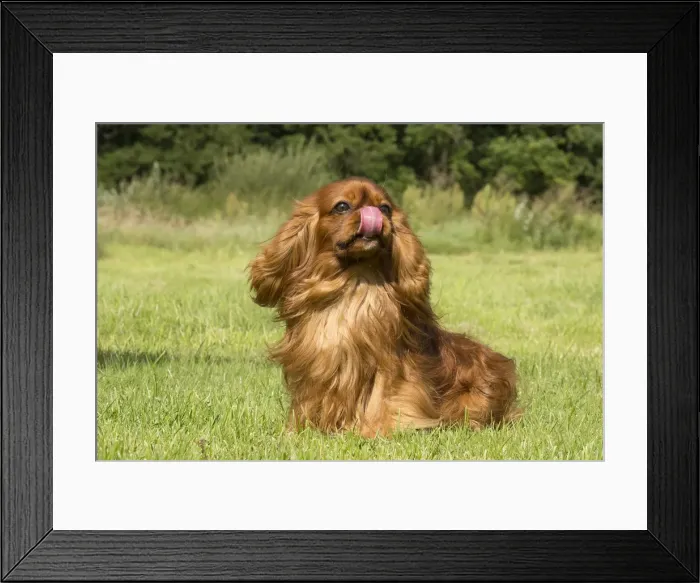 Framed Print : Picture No. 11992118 Framed Print : Picture No. 11992118