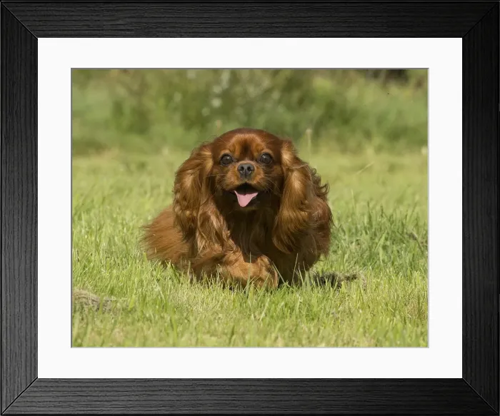 Framed Print : Picture No. 11992119