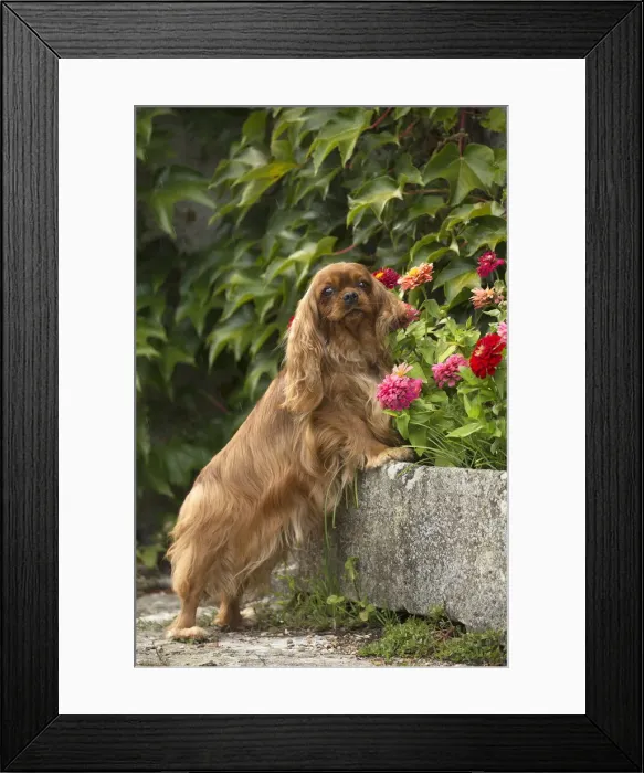 Framed Print : Picture No. 11992120 Framed Print : Picture No. 11992120