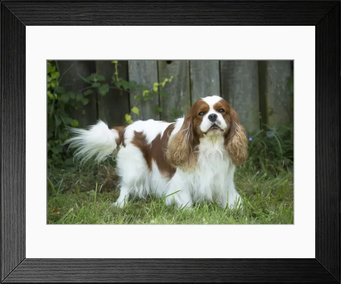 Framed Print : Picture No. 11992121 Framed Print : Picture No. 11992121