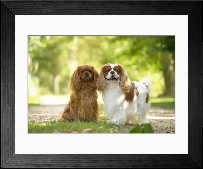 Framed Print : Picture No. 11992122 Framed Print : Picture No. 11992122