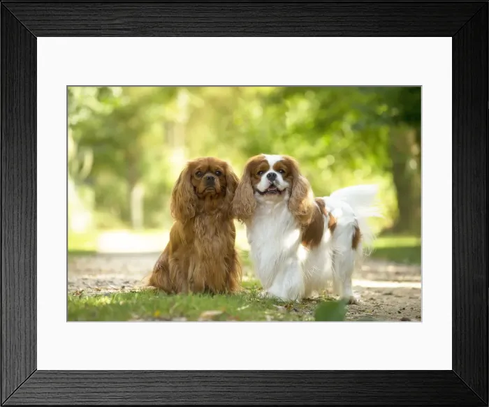 Framed Print : Picture No. 11992123 Framed Print : Picture No. 11992123