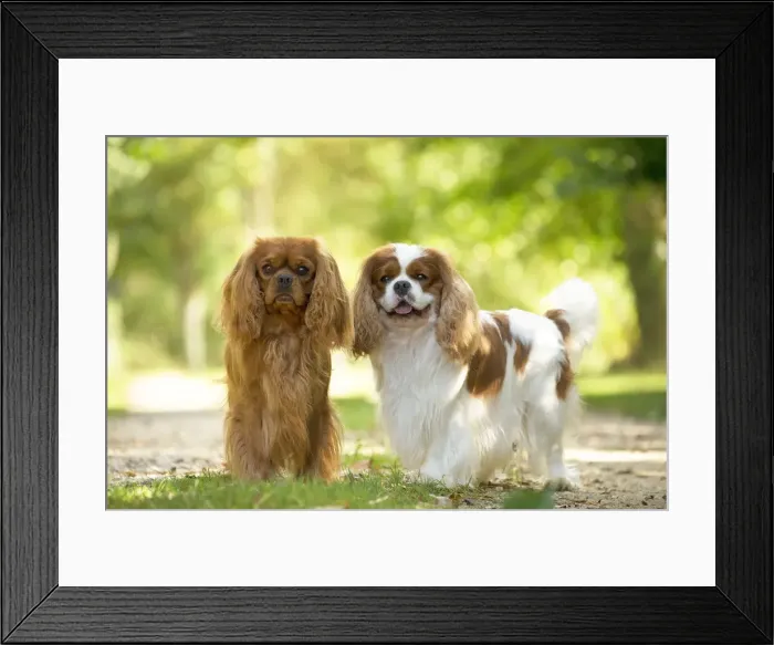 Framed Print : Picture No. 11992124 Framed Print : Picture No. 11992124