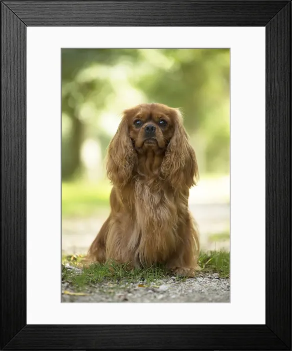 Framed Print : Picture No. 11992125 Framed Print : Picture No. 11992125
