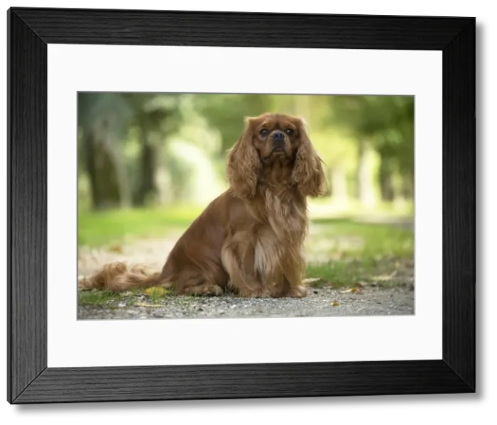 Framed Print : Picture No. 11992126 Framed Print : Picture No. 11992126