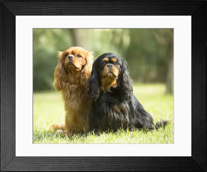 Framed Print : Picture No. 11992127 Framed Print : Picture No. 11992127