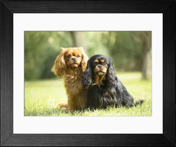 Framed Print : Picture No. 11992129 Framed Print : Picture No. 11992129