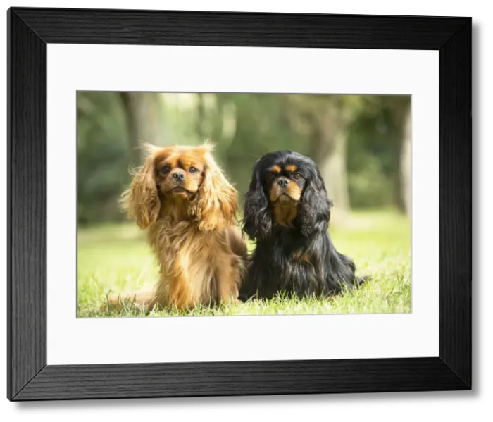 Framed Print : Picture No. 11992130 Framed Print : Picture No. 11992130