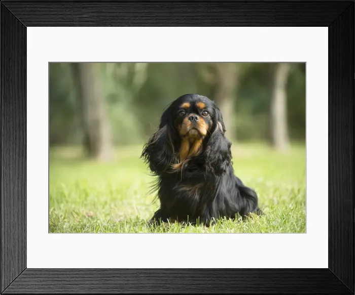Framed Print : Picture No. 11992131 Framed Print : Picture No. 11992131