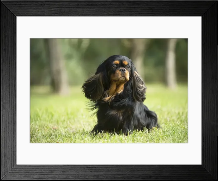 Framed Print : Picture No. 11992132 Framed Print : Picture No. 11992132