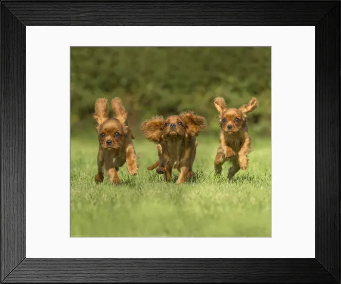 Framed Print : Picture No. 11992134 Framed Print : Picture No. 11992134