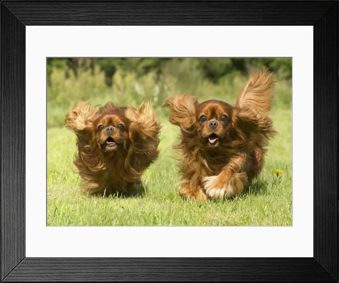 Framed Print : Picture No. 11992135 Framed Print : Picture No. 11992135