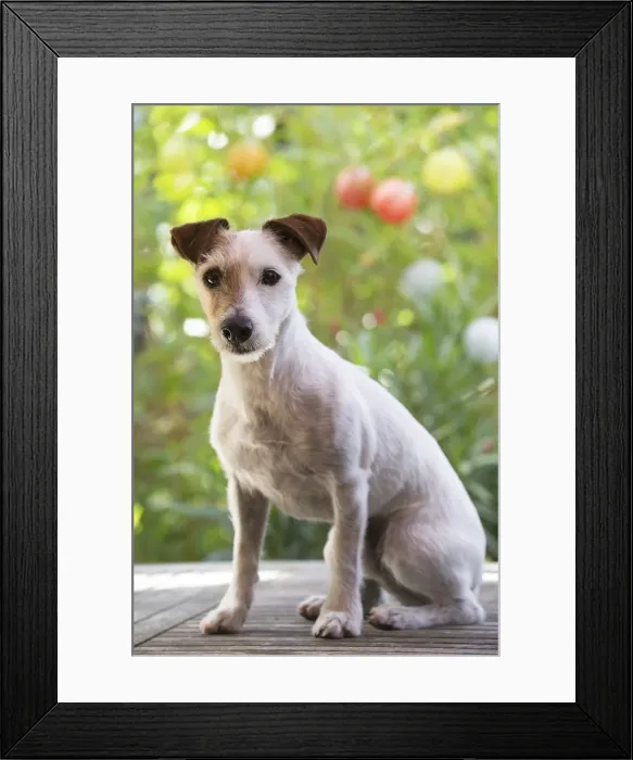 Framed Print : Picture No. 11992137 Framed Print : Picture No. 11992137