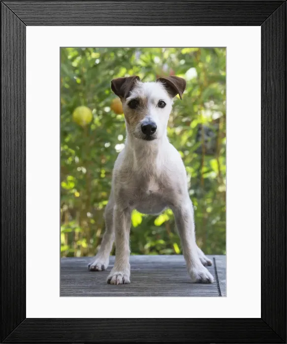 Framed Print : Picture No. 11992142 Framed Print : Picture No. 11992142