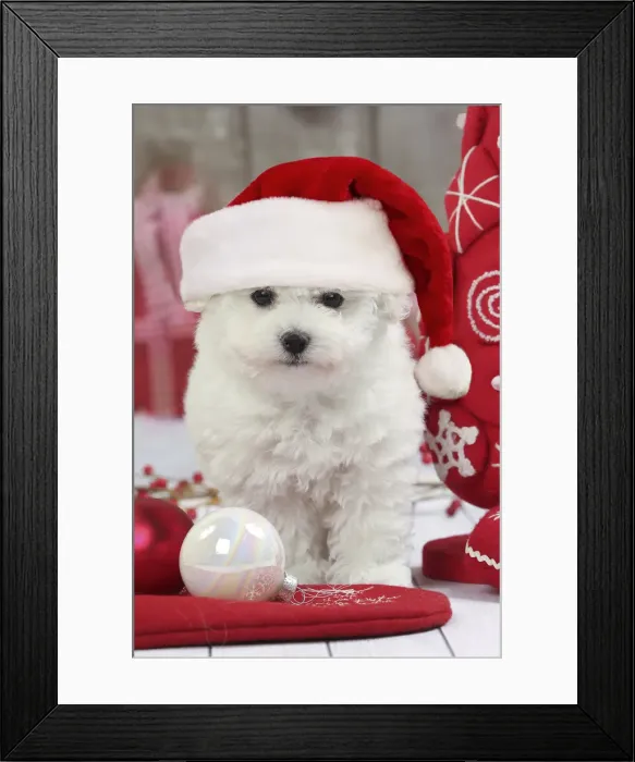 Framed Print : Picture No. 11992883 Framed Print : Picture No. 11992883