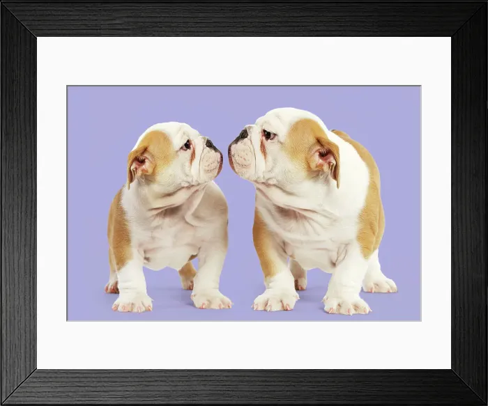 Framed Print : Picture No. 11993296 Framed Print : Picture No. 11993296