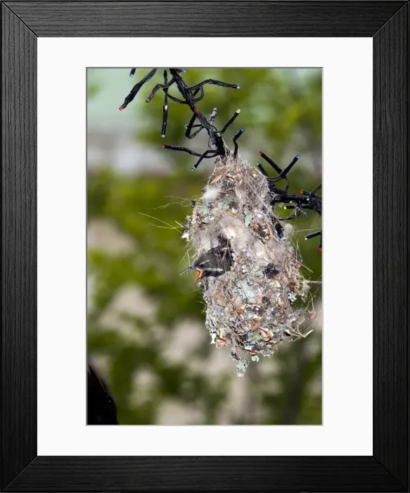 Framed Print : Picture No. 12009474 Framed Print : Picture No. 12009474