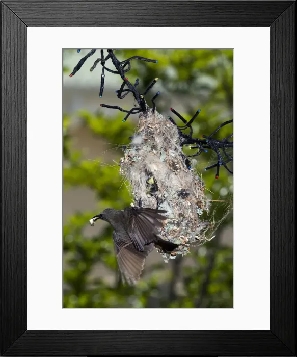Framed Print : Picture No. 12009476