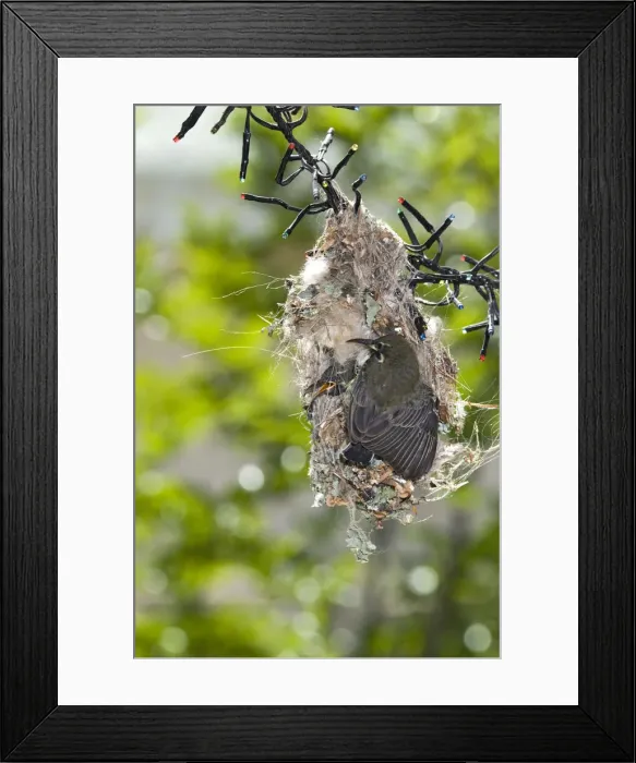Framed Print : Picture No. 12009475 Framed Print : Picture No. 12009475