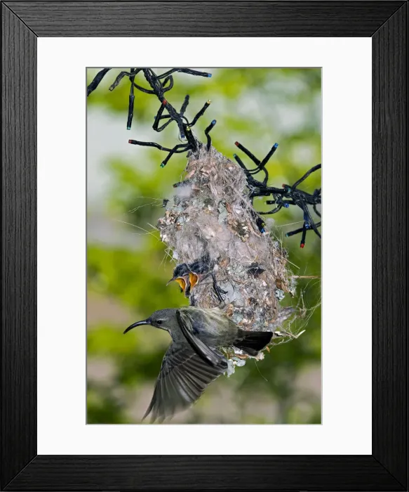 Framed Print : Picture No. 12009477 Framed Print : Picture No. 12009477