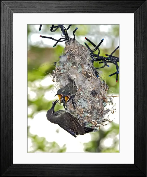 Framed Print : Picture No. 12009478 Framed Print : Picture No. 12009478