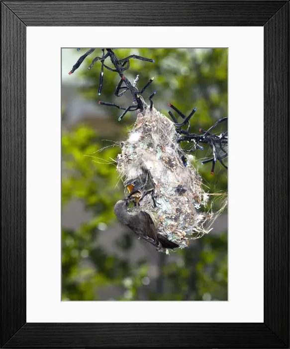Framed Print : Picture No. 12009479 Framed Print : Picture No. 12009479