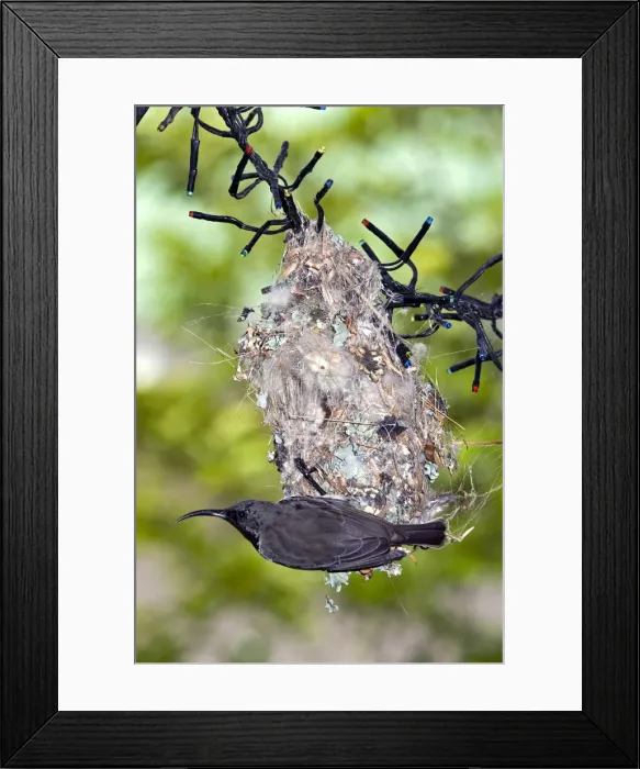 Framed Print : Picture No. 12009480 Framed Print : Picture No. 12009480