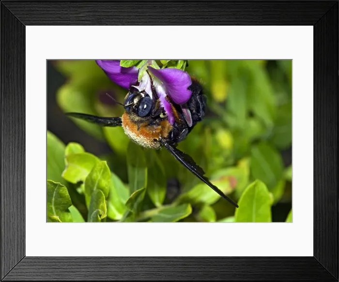 Framed Print : Picture No. 12009481 Framed Print : Picture No. 12009481