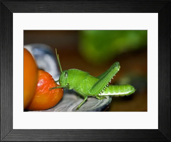 Framed Print : Picture No. 12009483 Framed Print : Picture No. 12009483
