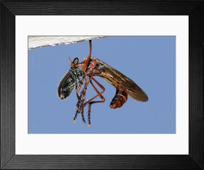 Framed Print : Picture No. 12009485 Framed Print : Picture No. 12009485