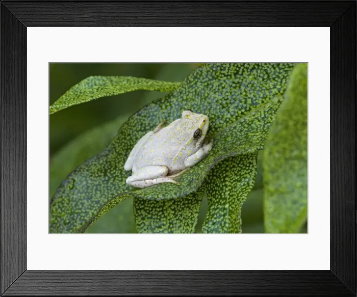 Framed Print : Picture No. 12009484 Framed Print : Picture No. 12009484