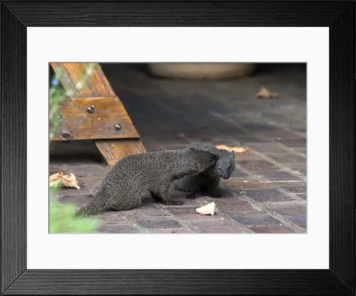 Framed Print : Picture No. 12009486 Framed Print : Picture No. 12009486