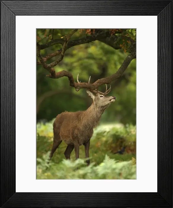 Framed Print : Picture No. 12009374 Framed Print : Picture No. 12009374