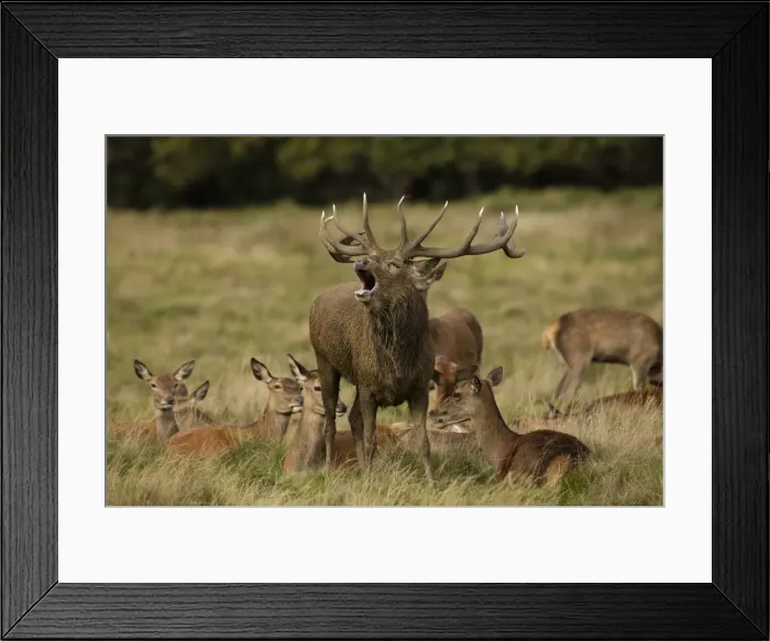 Framed Print : Picture No. 12009373 Framed Print : Picture No. 12009373