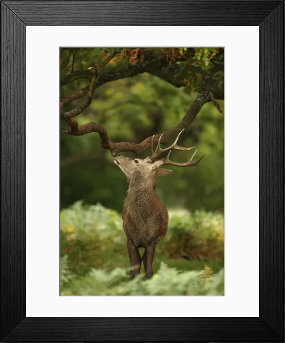 Framed Print : Picture No. 12009375 Framed Print : Picture No. 12009375