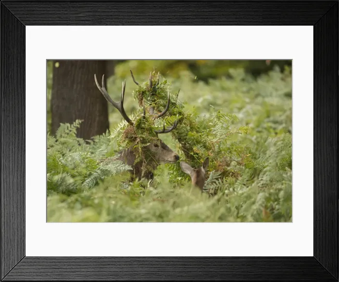 Framed Print : Picture No. 12009376 Framed Print : Picture No. 12009376