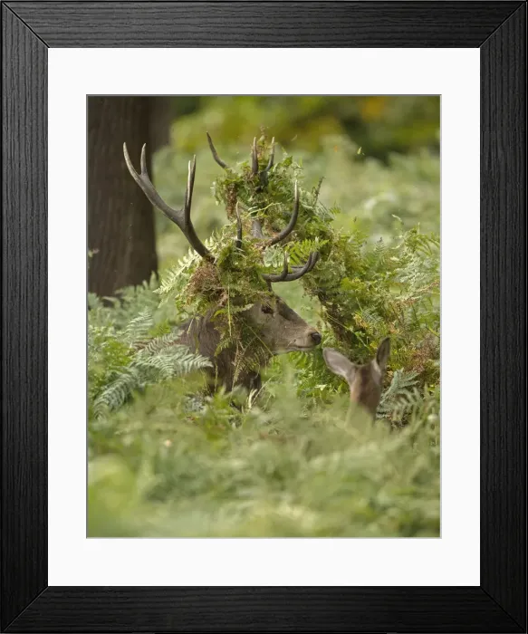 Framed Print : Picture No. 12009377 Framed Print : Picture No. 12009377