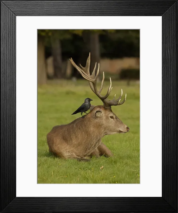 Framed Print : Picture No. 12009378 Framed Print : Picture No. 12009378