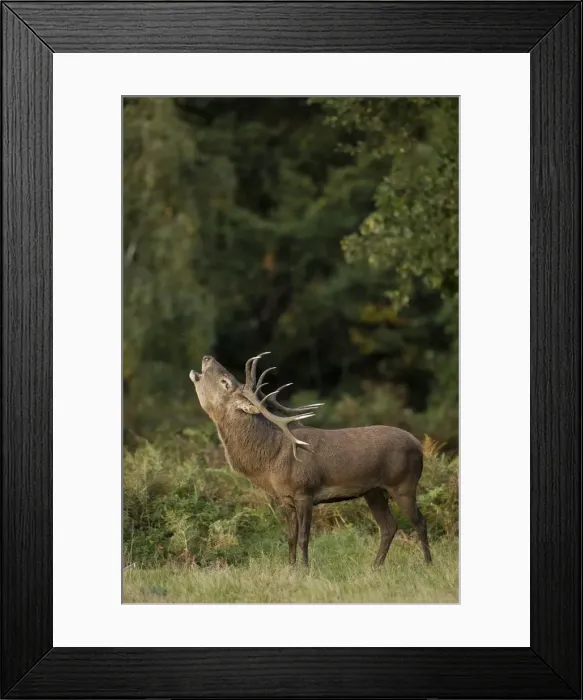 Framed Print : Picture No. 12009379 Framed Print : Picture No. 12009379