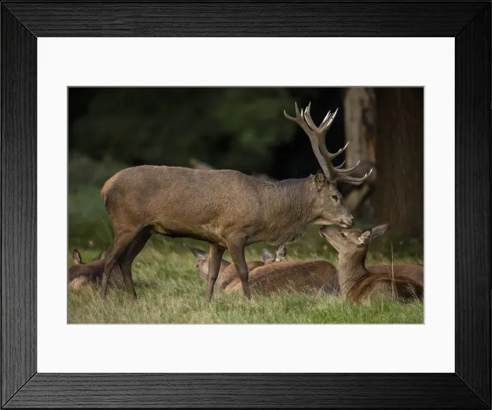 Framed Print : Picture No. 12009382 Framed Print : Picture No. 12009382