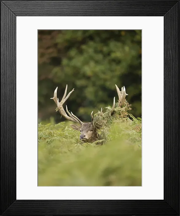 Framed Print : Picture No. 12009383 Framed Print : Picture No. 12009383