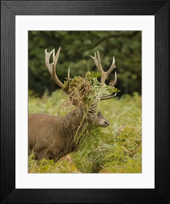 Framed Print : Picture No. 12009385 Framed Print : Picture No. 12009385