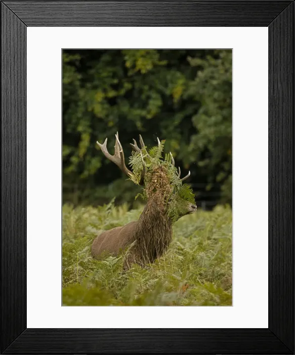 Framed Print : Picture No. 12009384 Framed Print : Picture No. 12009384